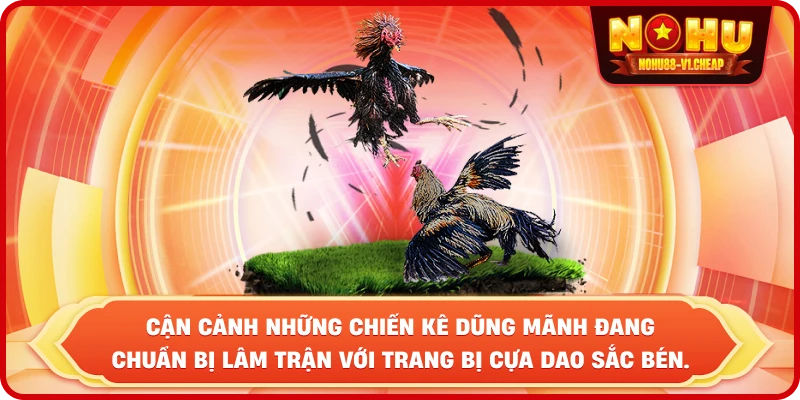 Đá gà NỔ HŨ – Sảnh cược đẳng cấp, thắng lớn cực dễ - MAJEKU.FUN