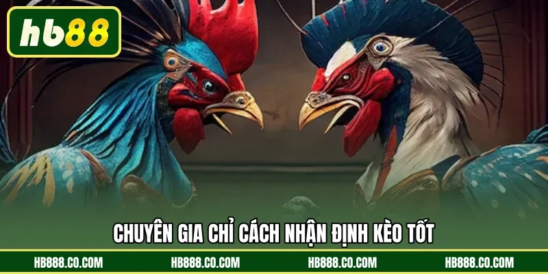 Đá Gà Cựa Dao | Đấu Trường Sinh Tử Khốc Liệt Nhất HB88 - MAJEKU.FUN