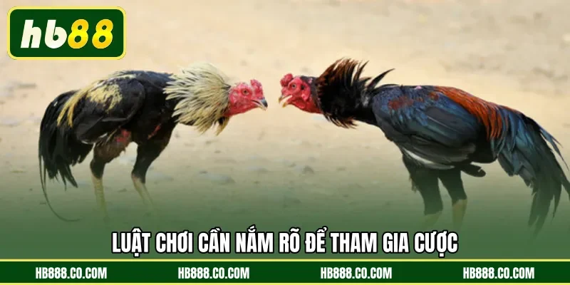 Đá Gà Cựa Sắt | Sàn Đấu Chiến Kê Đẳng Cấp Tại HB88 - MAJEKU.FUN