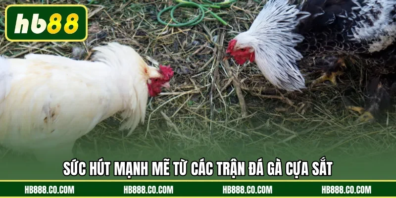 Đá Gà Cựa Sắt | Sàn Đấu Chiến Kê Đẳng Cấp Tại HB88 - MAJEKU.FUN