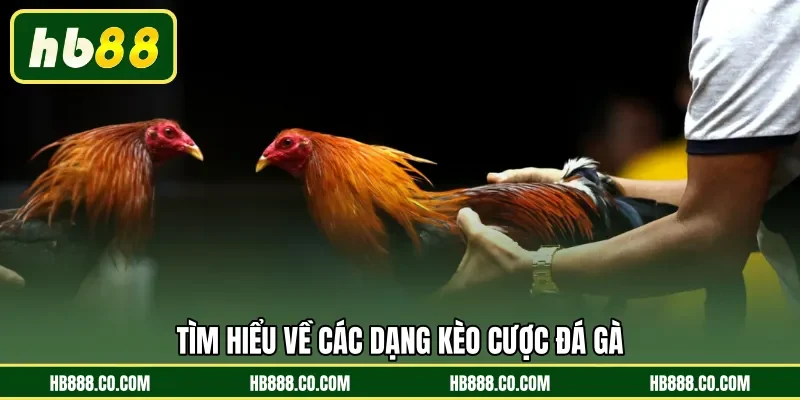 Đá Gà Cựa Dao | Đấu Trường Sinh Tử Khốc Liệt Nhất HB88 - MAJEKU.FUN